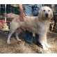 Adriano, Golden Retriever - Rüde