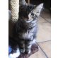 Adriano, Maine Coon - Kater