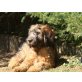 Adrien, Briard Welpen - Rüde