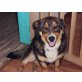 Advokat, Berner Sennenhund - Rüde