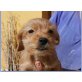 Ady, kleiner Chihuahua Mixwelpe Welpen - Rüde