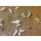 Aeolidiella stephanieae