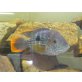 Aequidens rivulatus - männlich