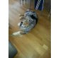 'Aeros', Miniature Australian Shepherd - Rüde