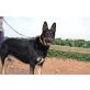 Africa, Schäferhund - Hündin