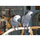 African Gray