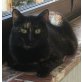 Afrika, dreifarbige Schildpattkatze - Katze