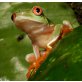 Agalychnis Callidryas