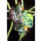 Agalychnis Callidryas