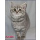 Agatha, Britisch Kurzhaarkatze - Katze