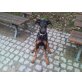 Agatha, Dobermann Welpen - Hündin