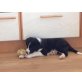 Agnes Tischner, Bordercollie Welpen - Rüde