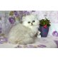 Ahonui, Chinchilla-Perser - Kater