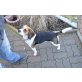 Aibi, Beagle - Hündin