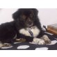 Aico, TRAUMHUND! Teddy- lieb,verschmust,ruhig - Rüde