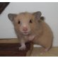 'Aida', Goldhamster - weiblich