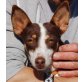 Aida, Podenco Andaluz - Hündin
