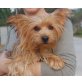 Aida, Yorkshire Terrier - Hündin