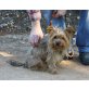 Aida, Yorkshire Terrier - Hündin