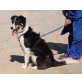 Aika, Border Collie Mix - Hündin