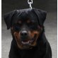 Aika, Rottweiler - Hündin