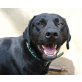 Aika, hübsche Labrador-Mix - Hündin