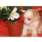 Aikaido, Chinesischer Schopfhund Powderpuff-Schlag Welpen - Rüde