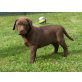 Aikira, Labrador Retriever Welpen - Hündin