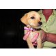 Aiko, Chihuahua und ???? - Hündin