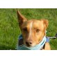 Aiko, Podenco Mischling schon stubenrein - Rüde
