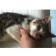 Aiko, Schmusekätzchen mit wunderschönen Augen - Kater
