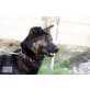 Aiko, Sympathischer Aiko sucht liebevolles Zuhause - Rüde
