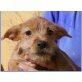 Aiko, kleiner Chihuhua Mixwelpe Welpen - Rüde