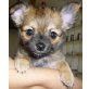 Aiko und Arix, Chihuahua langhaariger Schlag - Rüde