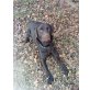 Aiko vom Kaiserwald, Labrador Retriever - Rüde