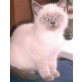 Aila, Halbperser - Katze
