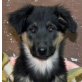 Aila, Schäferhund-Mix - Hündin