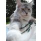 Aileen (Lady Like von der Marienfeste), Maine Coon - Katze