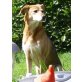 Aileen, traumhafte Hundedame - Hündin
