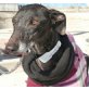 Ailyn, Galga - Hündin
