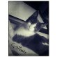 Aimée, Katze samt Zubehör zu verschenken! - Katze