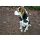 Aimee, Beagle/ Border Colli - Hündin