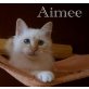 Aimee, Heilige Birma - Katze