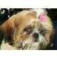 Aimee´Lucy der Diamant vom Palast, Shih Tzu Welpen - Hündin