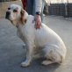 Aimee - NOTFALL, English Setter - Hündin