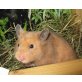 Aimee vom Hamsterzauber, Goldhamster - weiblich