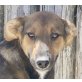 Ainara, hübsche Schäferhund Podenco Mix - Hündin