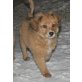 Aira, Sheltie-Miniretriever-Mix Welpen - Hündin