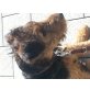 Airedale-Terrier - Hündin