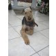 Airedale-Terrier - Rüde